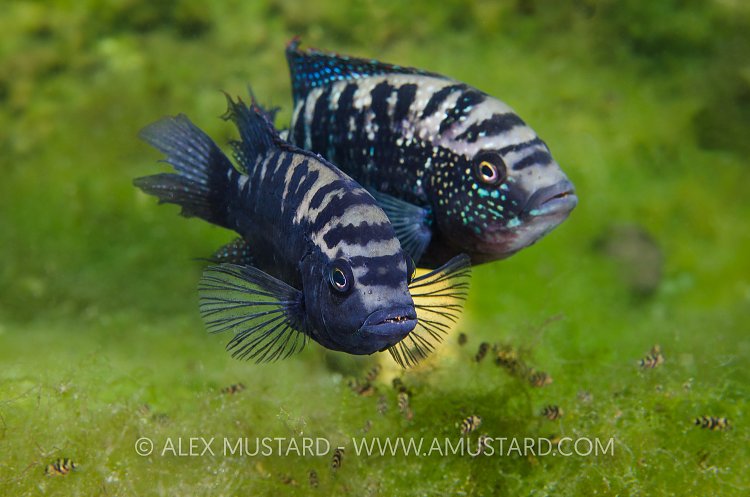 Cichlid Parents. Mexico.
