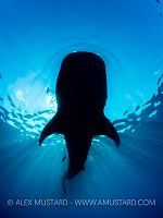 Whale Shark Silhouette. Mexico