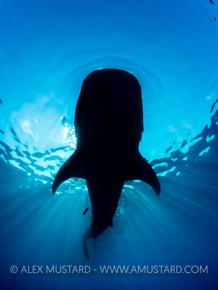 Whale Shark Silhouette. Mexico