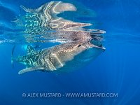 Whale Shark Feeding. Mexico