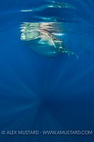 Whale Shark Open Mouth. Mexico