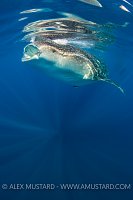 Whale Shark And Sun Rays. Mexico