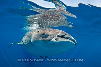 Whale Shark At Surface. Mexico