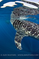 Whale Shark Reflections. Mexico