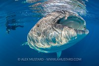 Whale Shark Feeding. Mexico