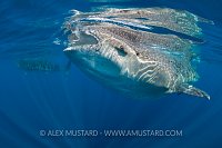 Whale Sharks Feeding. Mexico