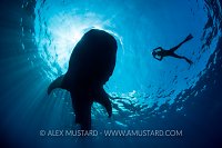 Whale Shark Being Photographed. Mexico