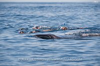 Snorkellers With Whaleshark. Mexico.