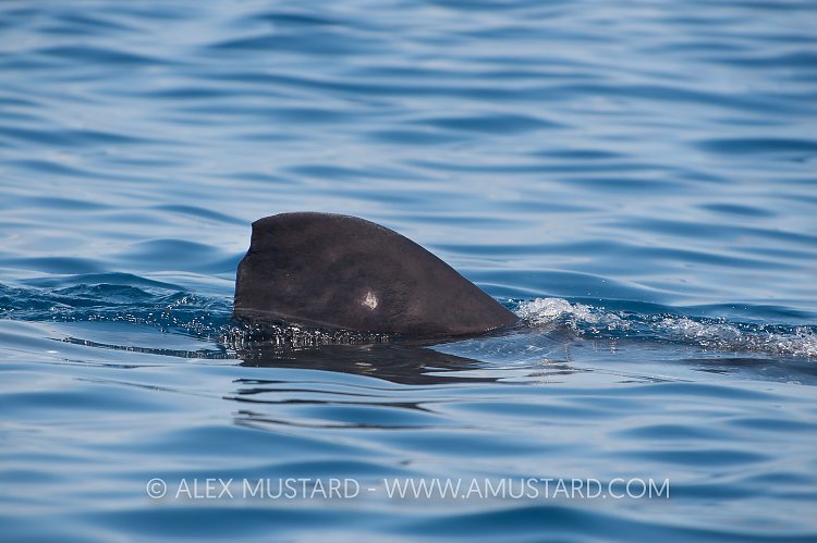 Whale Shark Fin. Mexico.