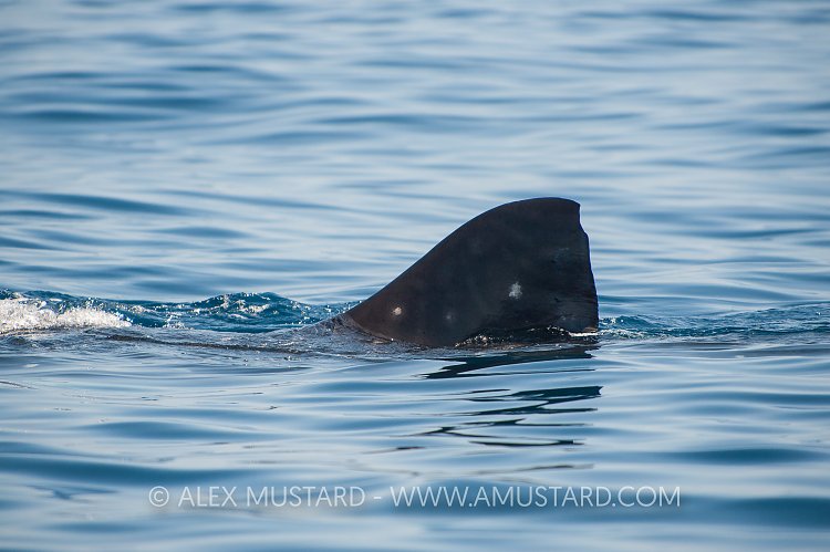Whale Shark Fin. Mexico.
