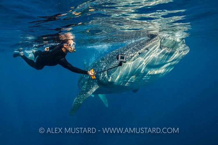 Swimming With Sharks. Mexico