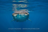Whaleshark At Surface. Mexico