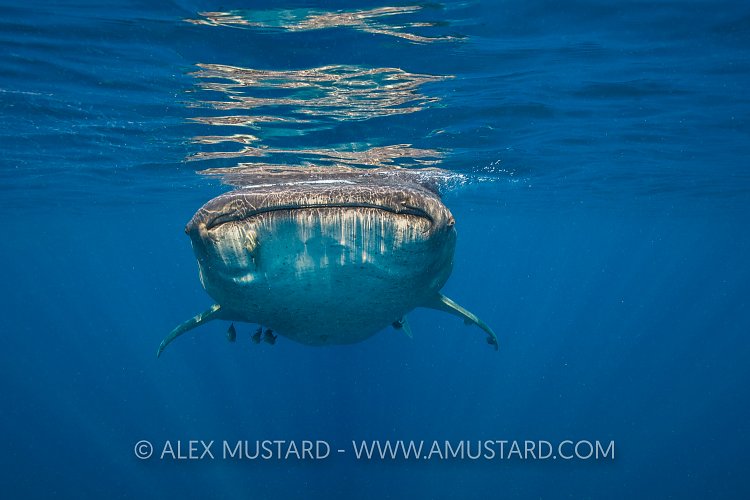 Whaleshark At Surface. Mexico