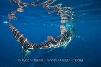 Whale Shark Reflection. Mexico.