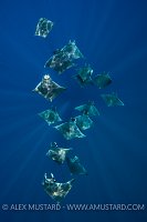 Devil Rays. Mexico