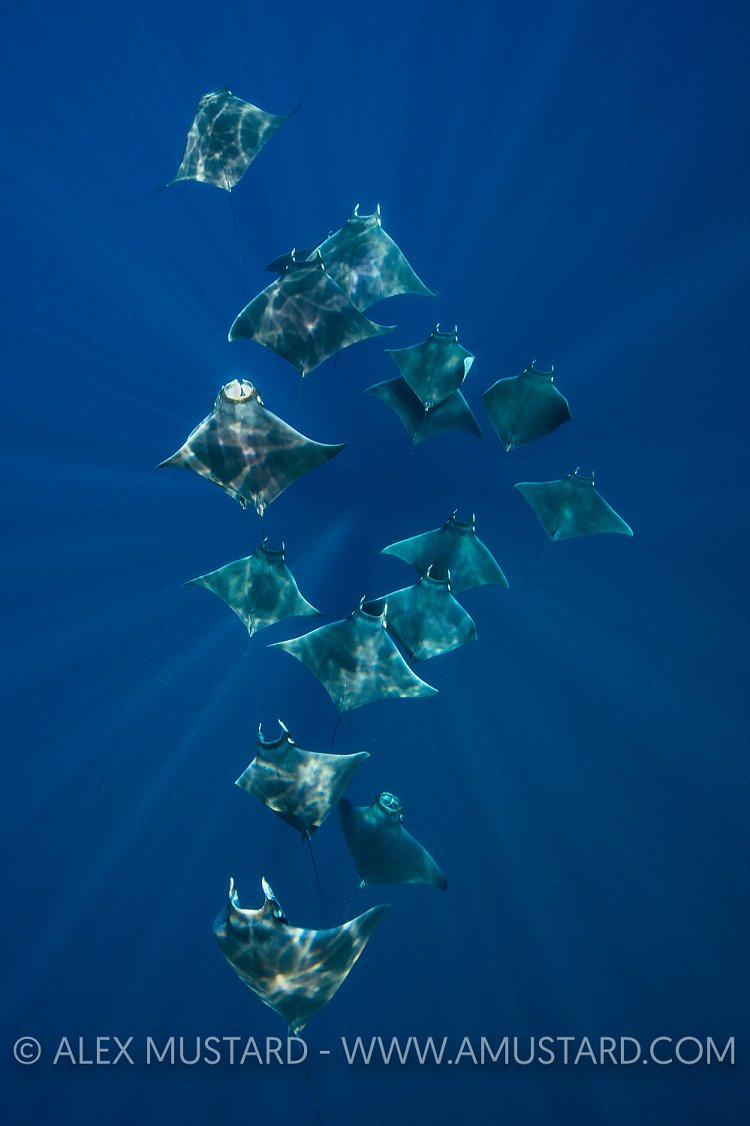 Devil Rays. Mexico