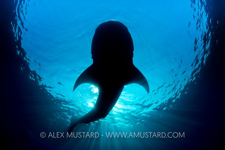Whale Shark Silhouette. Mexico