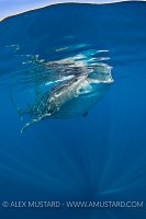 Whale Shark Feeding. Mexico