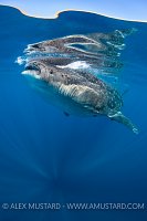 Whale Shark At Surface. Mexico