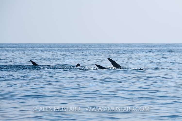 Whalesharks At The Surface. Mexico