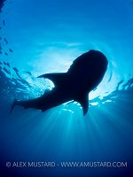 Whale Shark Silhouette. Mexico