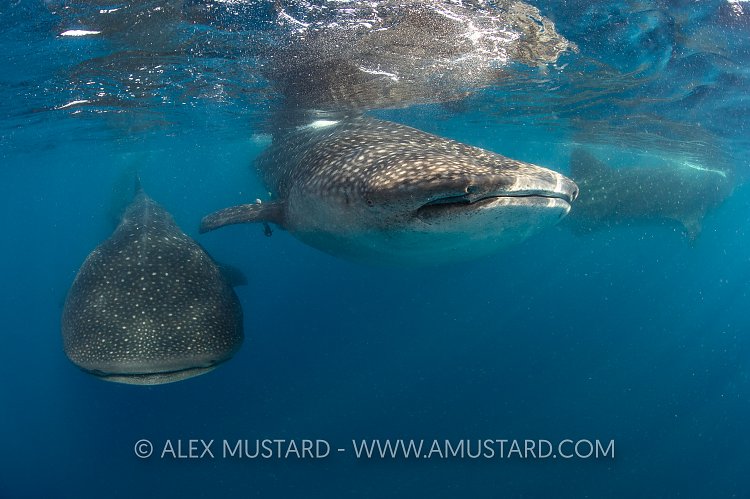 Whaleshark Rush Hour. Mexico