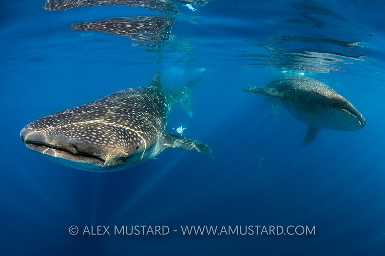 Whale Shark Pair. Mexico