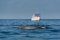 Whale Shark Feeding. Mexico