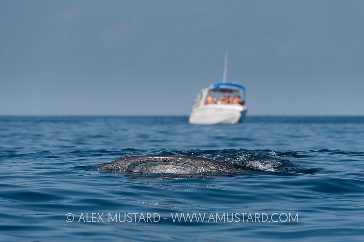 Whale Shark Feeding. Mexico