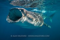 Whaleshark Feeding. Mexico