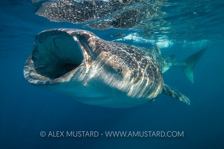 Whaleshark Feeding. Mexico