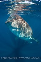 Whaleshark Bottle Feeding. Mexico