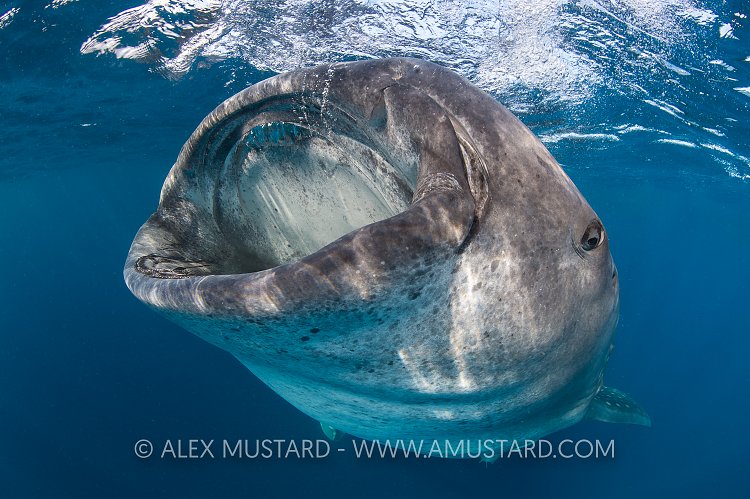 Feeding Whaleshark. Mexico