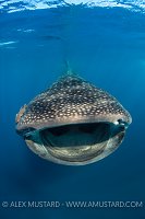 Whaleshark Ram Feeding. Mexico