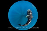 Whaleshark World. Mexico