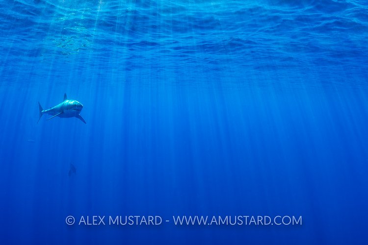 Great White Patrol. Mexico