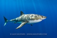 White Shark. Mexico