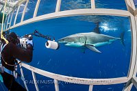 Great White Photographer. Mexico