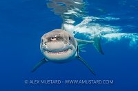 Great White Smile. Mexico