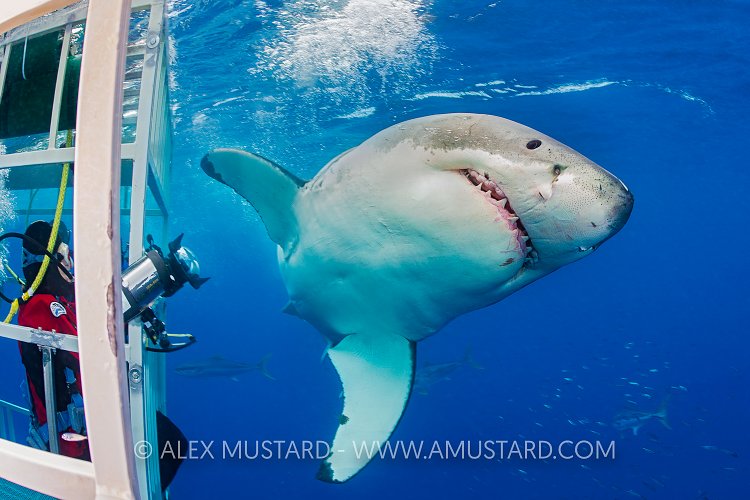 Great White Photographer. Mexico