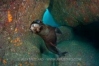Californian sealion pup in cave. Mexico.
