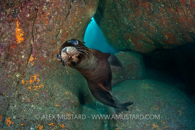 Californian sealion pup in cave. Mexico.