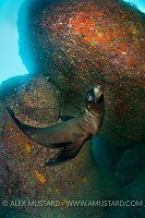 Sea lion pup in front of rocks. Mexico.