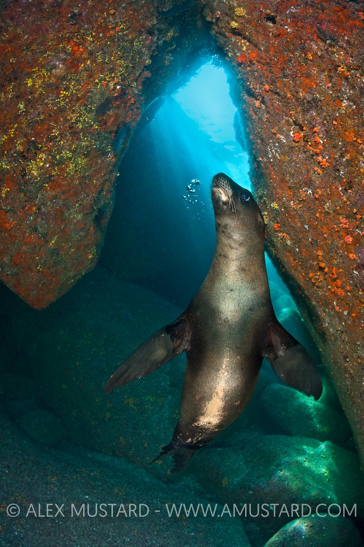 Sea lion pup in cave. Mexico.