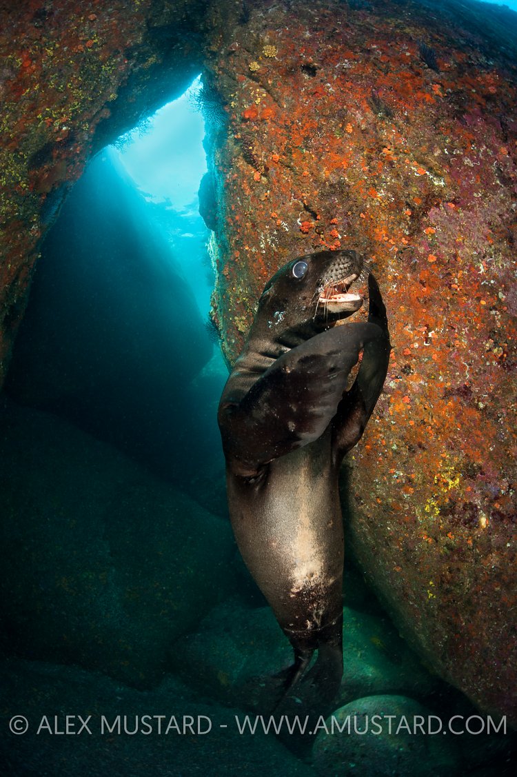 Playful sea lion pup. Mexico.