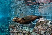 Sea lion pup in shallows. Mexico.