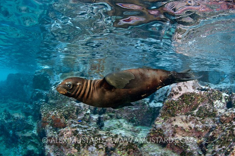 Sea lion pup in shallows. Mexico.
