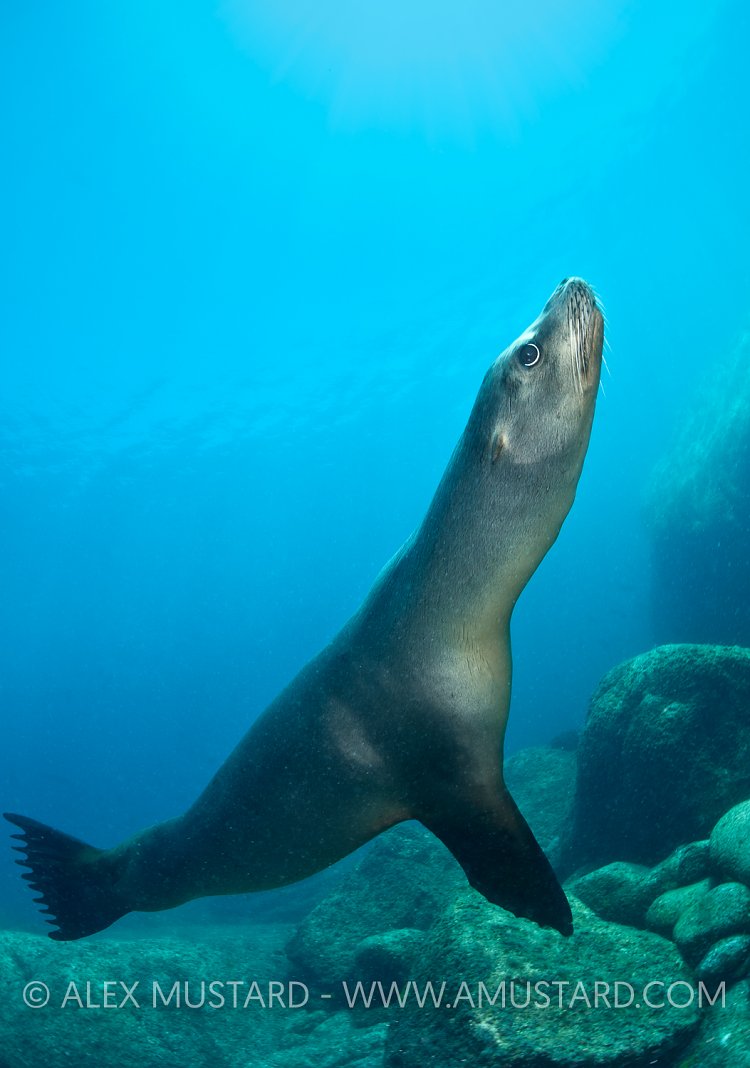 Sea lion pass. Mexico