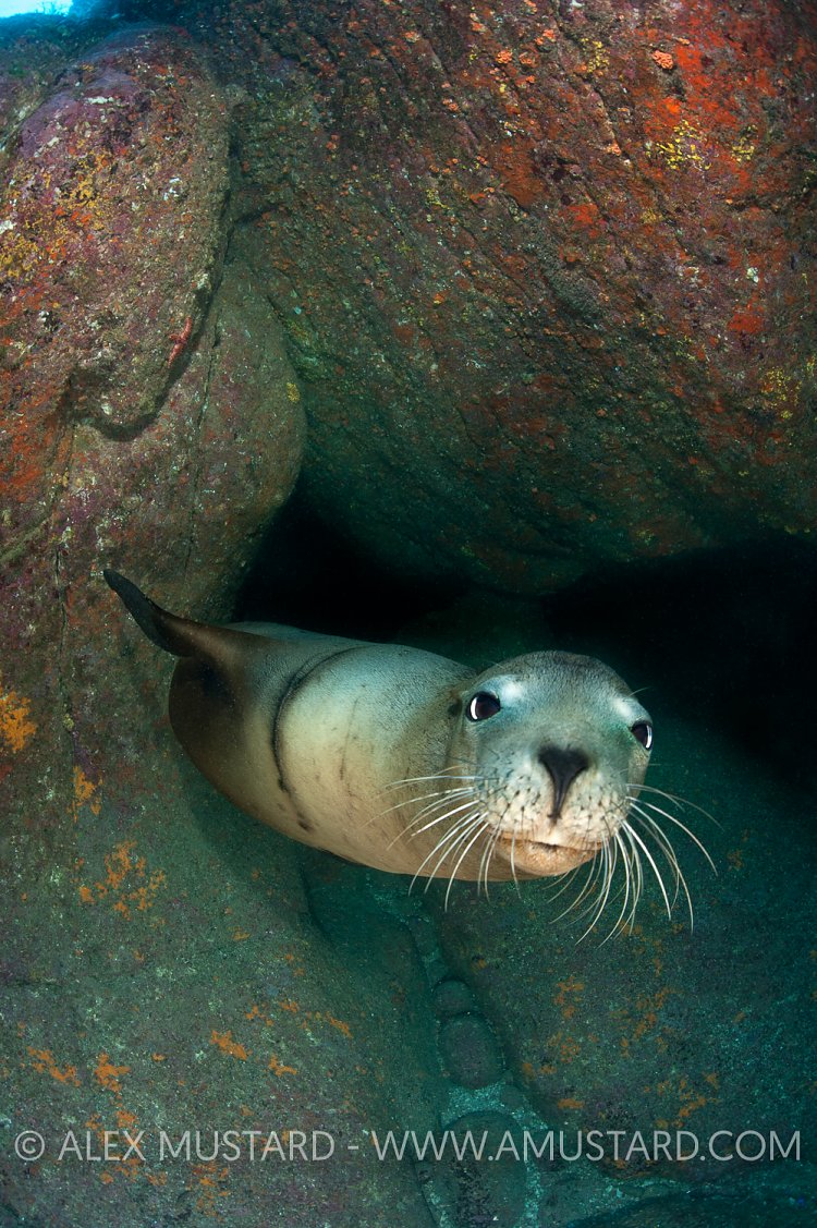Sea lion in cave. Mexico.