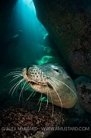 Californian sea lion in cave. Mexico.